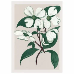 Affiche Cornus Florida
