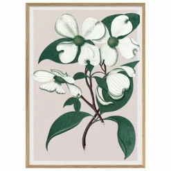 Affiche Cornus Florida