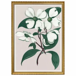 Affiche Cornus Florida