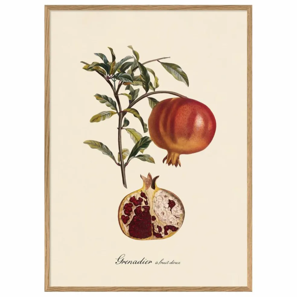 Affiche Grenadier à Fruit Doux
