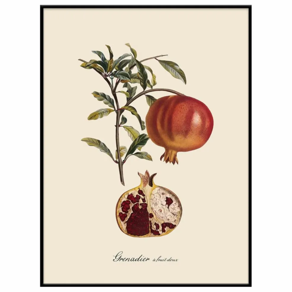 Affiche Grenadier à Fruit Doux