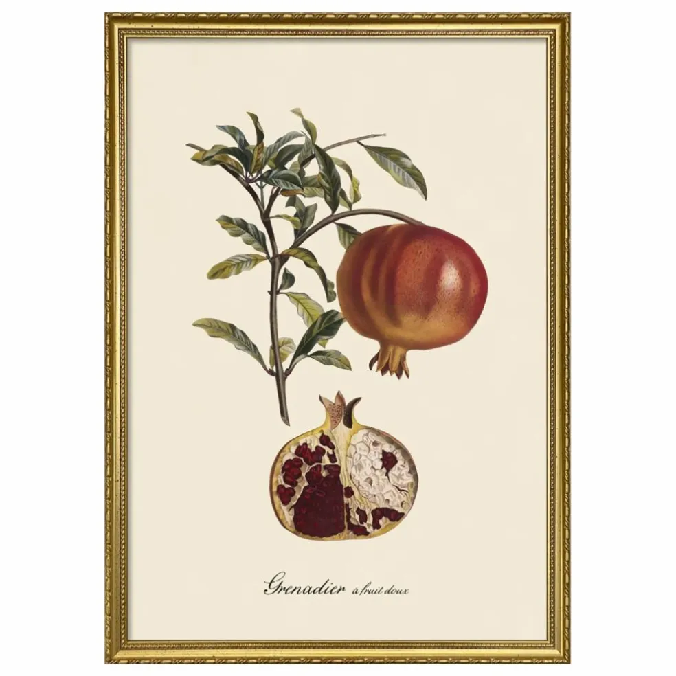 Affiche Grenadier à Fruit Doux