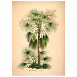 Affiche Livistona Humilis