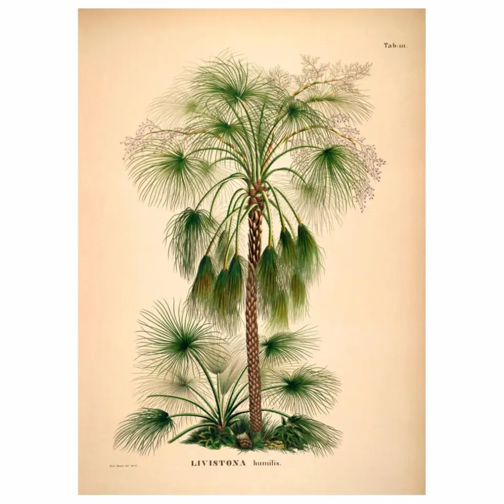 Affiche Livistona Humilis