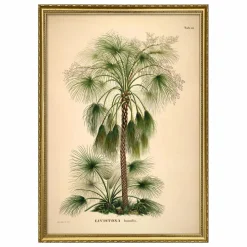 Affiche Livistona Humilis