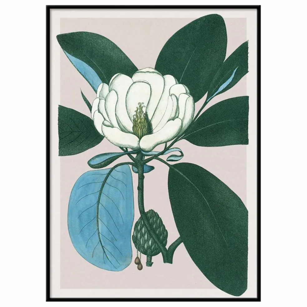 Affiche Magnolia Glauca
