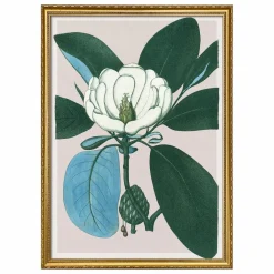 Affiche Magnolia Glauca