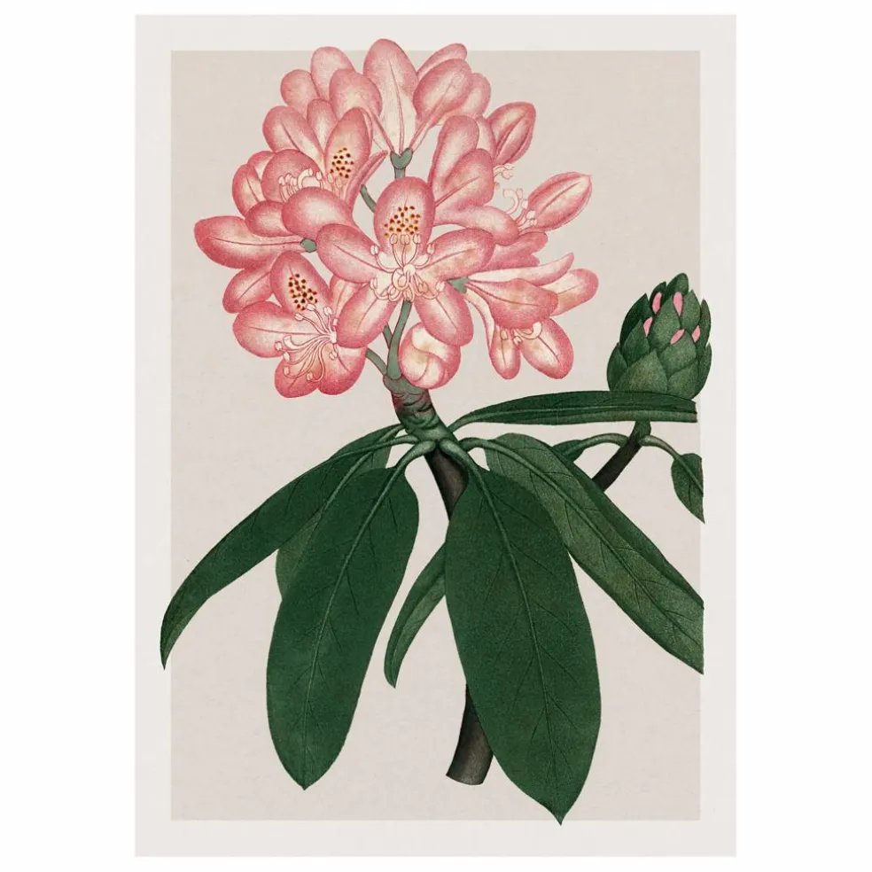 Affiche Rhododendrum Maximum