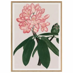 Affiche Rhododendrum Maximum