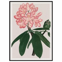 Affiche Rhododendrum Maximum