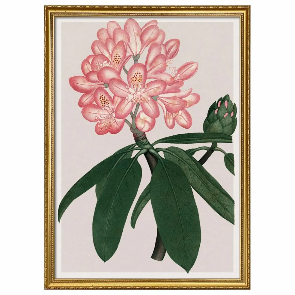 Affiche Rhododendrum Maximum