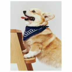 Bandana pour chien | Bleu