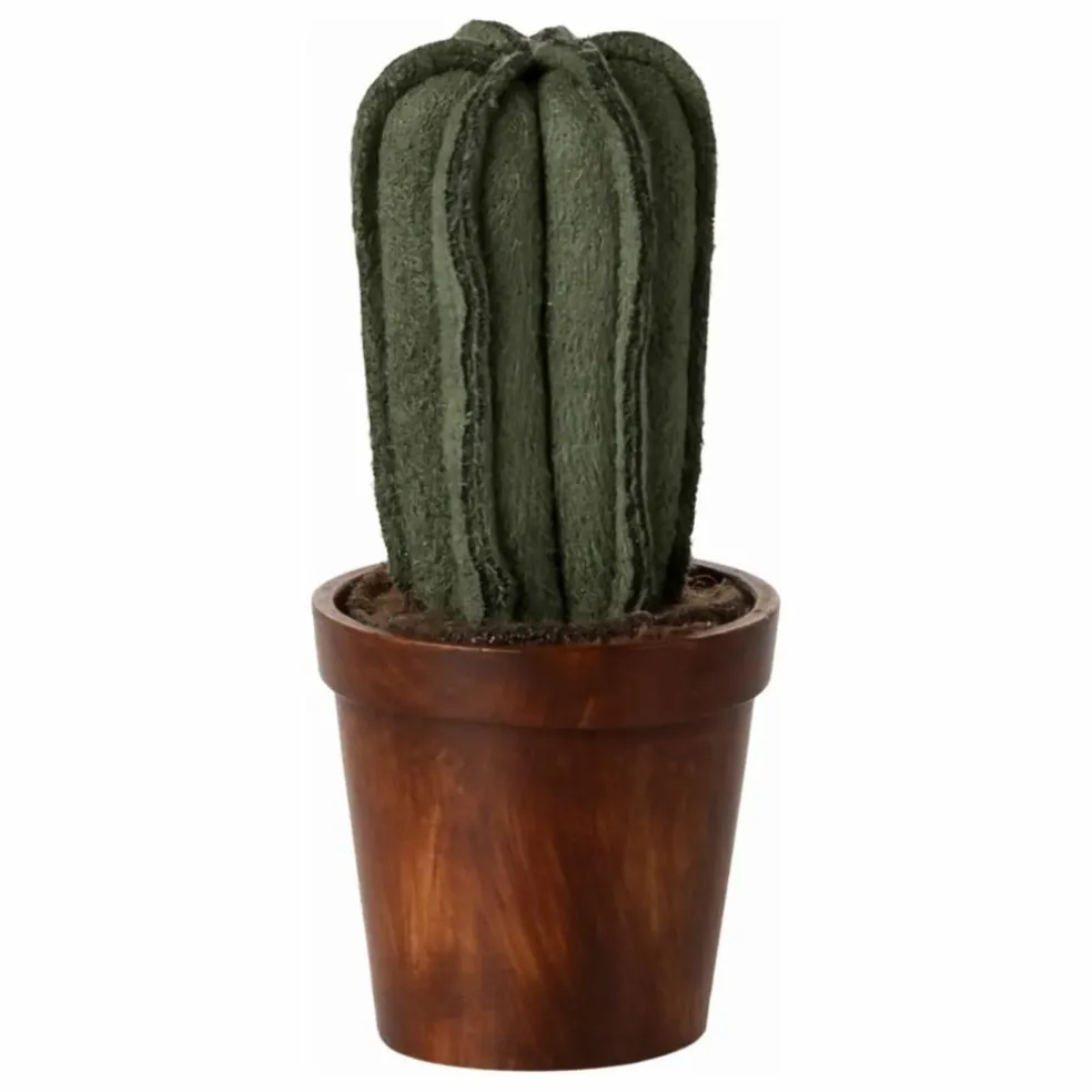 Cactus dans son pot