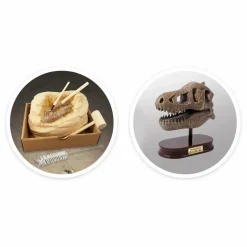 Coffret d'archéologie - Museum Dino Skull