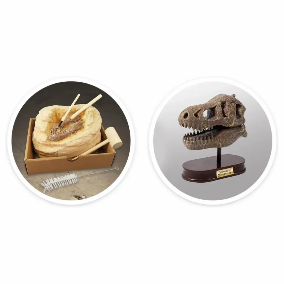 Coffret d'archéologie - Museum Dino Skull