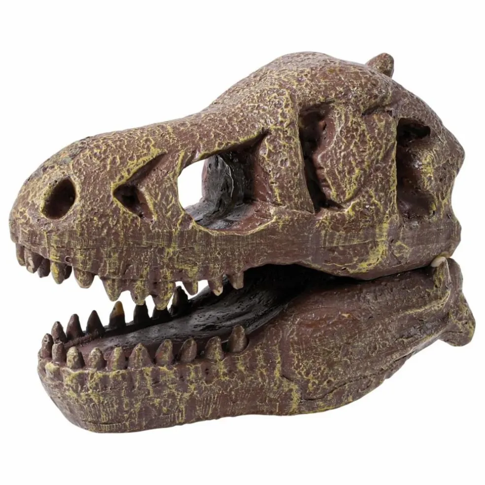 Coffret d'archéologie - Museum Dino Skull