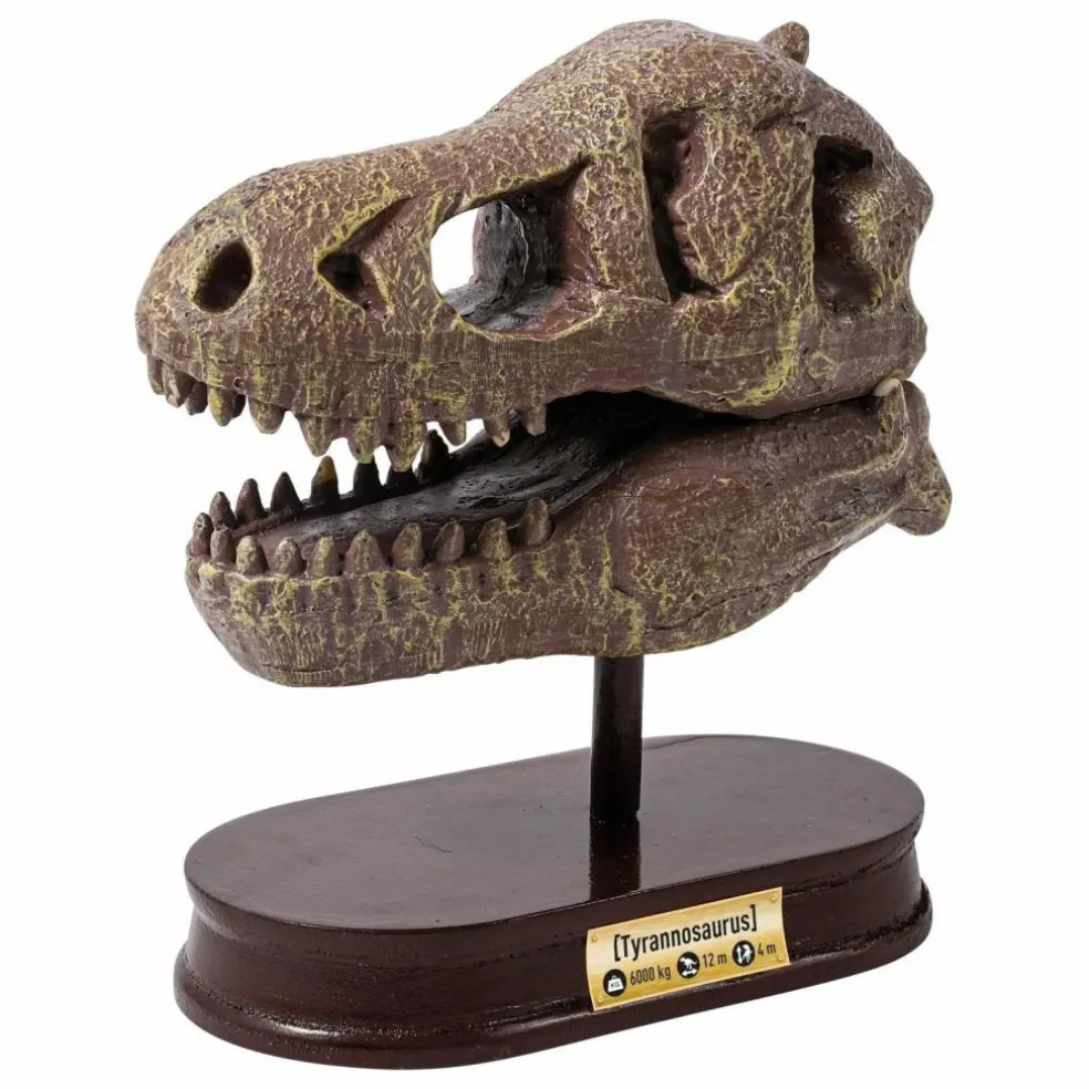 Coffret d'archéologie - Museum Dino Skull