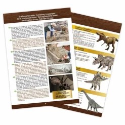 Coffret d'archéologie - Museum Dino Skull