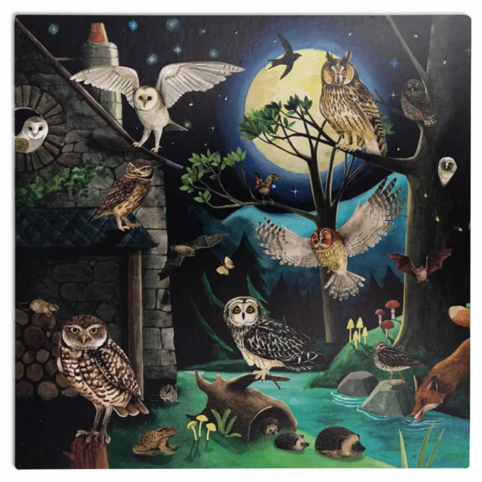 Coffret découverte des oiseaux