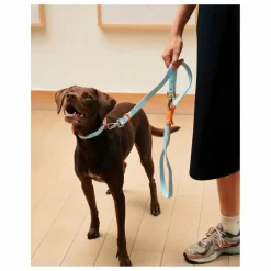 Collier pour chien | Bleu ciel