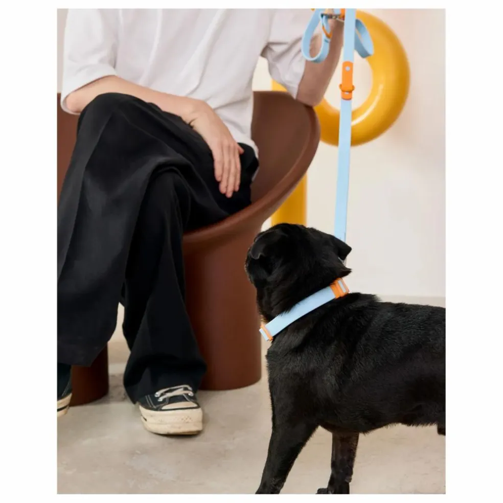Collier pour chien | Bleu ciel