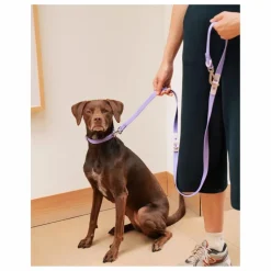 Laisse réglable pour chien | Lilas