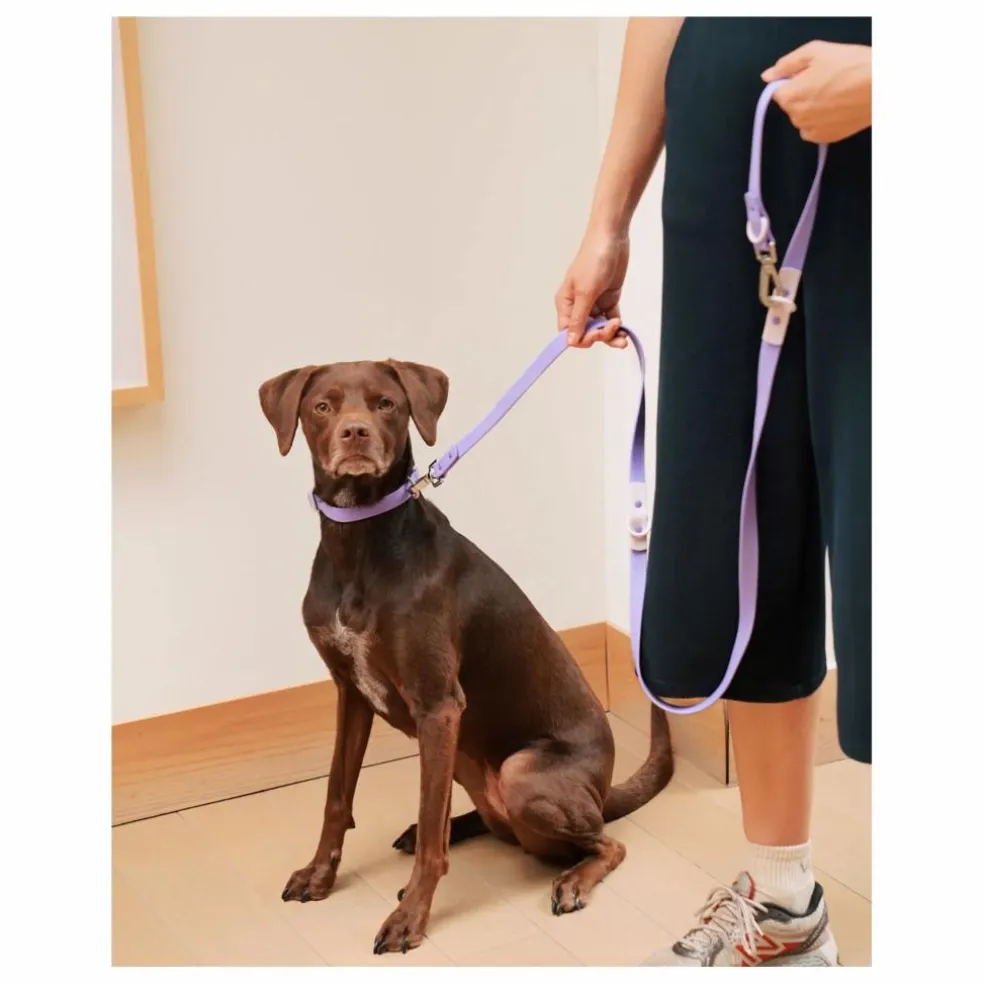 Laisse réglable pour chien | Lilas