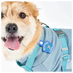 Médaille Begging Champion | Bleu