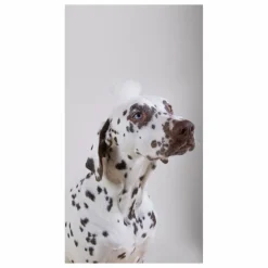 Shampoing pour chien sans sulfate Holidog - 480ml