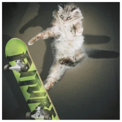 T-shirt Rube Skate Cat Coton Bio | Noir